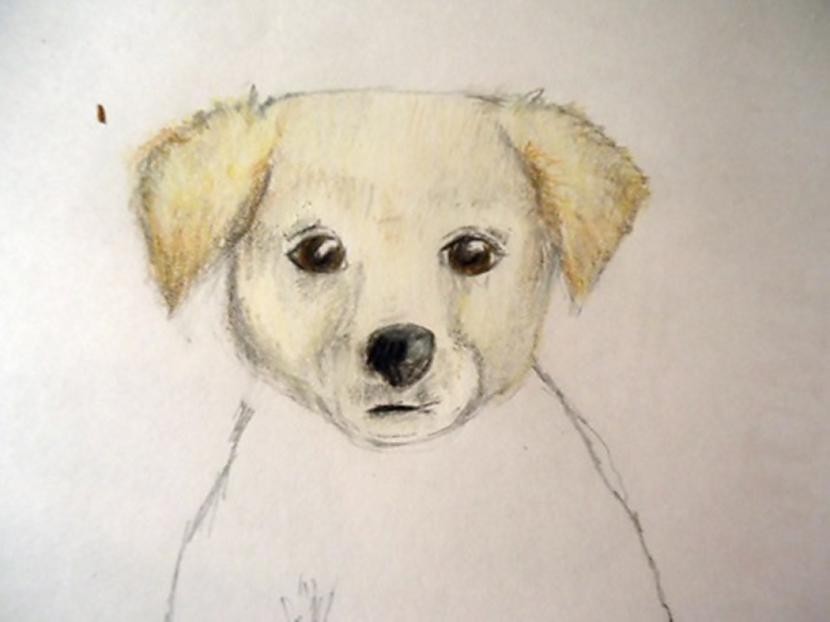 Apkārt zīlītei iekrāsojam... Autors: almazza Kā uzzīmēt un izkrāsot suni