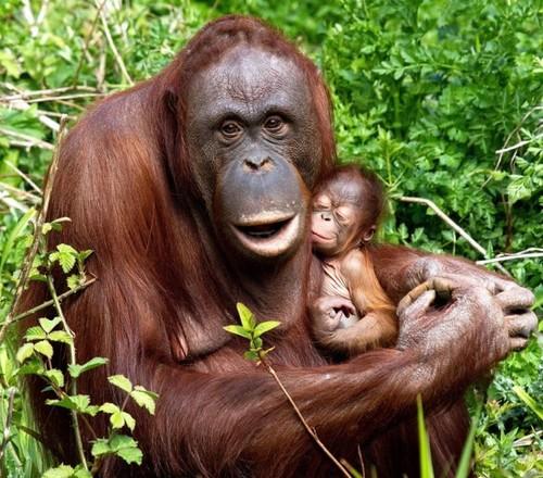 Orangutāni izrāda agresiju ar... Autors: Fosilija Dzirdēti un iepējams nedzirdēti fakti