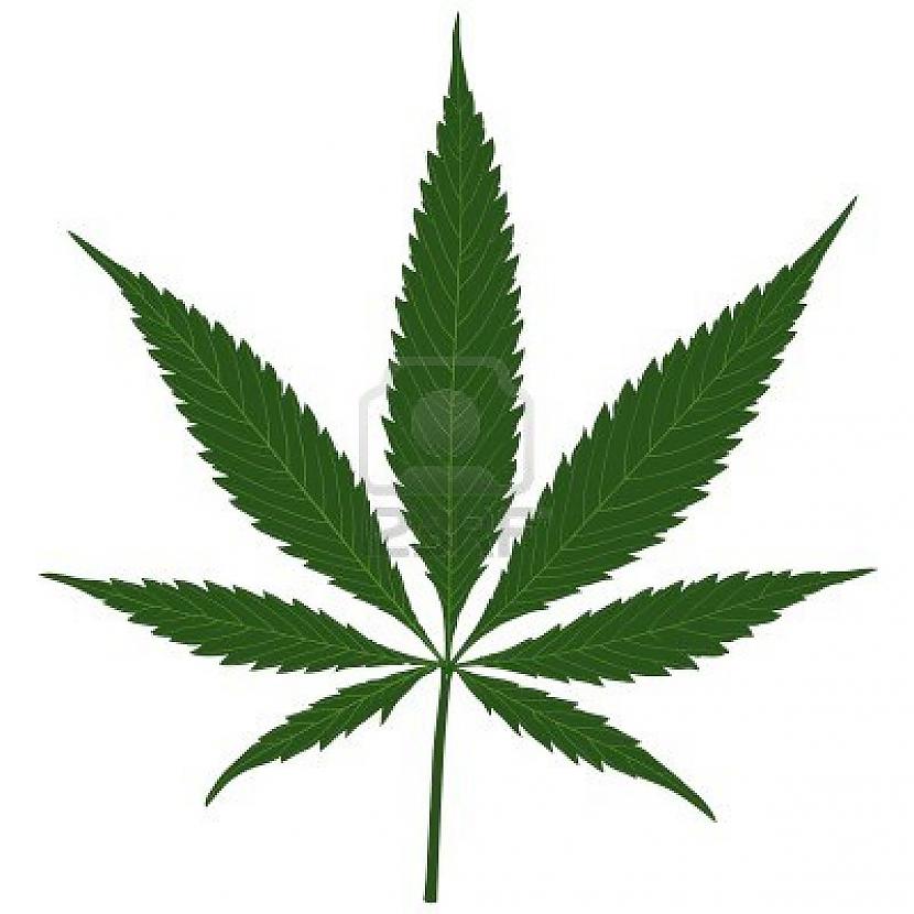 Austrumu tirgū Kannabisa mīļi... Autors: Pasaules iedzīvotājs Marihuāna - nāves spriedums?