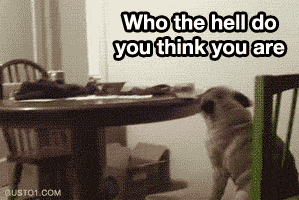  Autors: oh come on animal gifs for you to steal