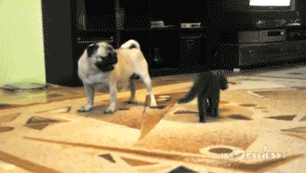  Autors: oh come on animal gifs for you to steal