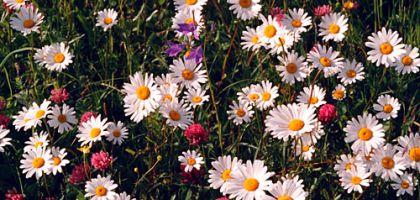  Autors: TheMikusa Summer