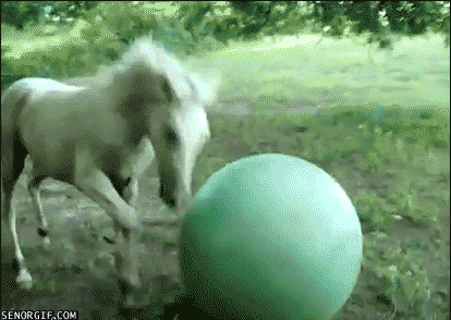  Autors: crazyfly Animal Fail  Gifi