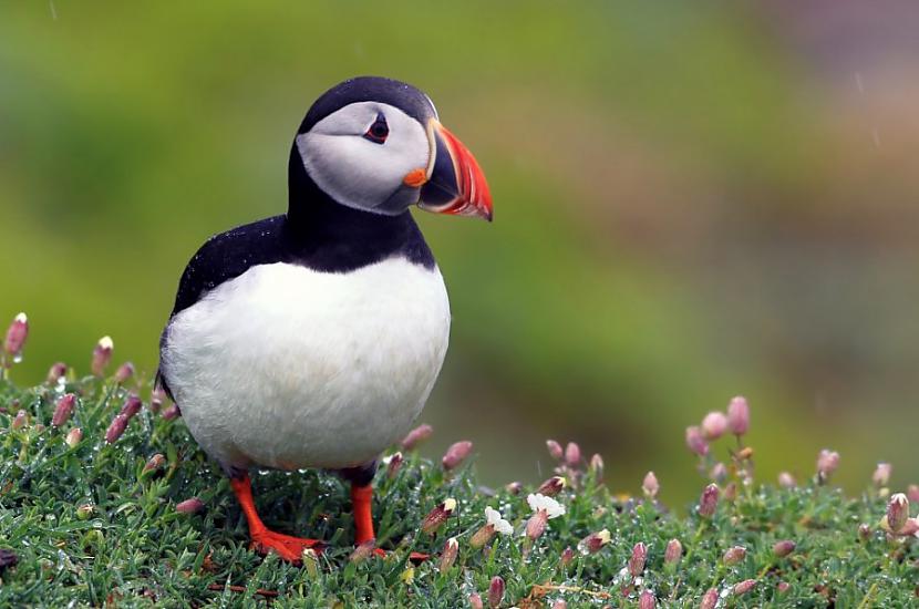 8Atlantikas puffins Autors: Pazudušais 10 viss skaistākie putni pasaulē.