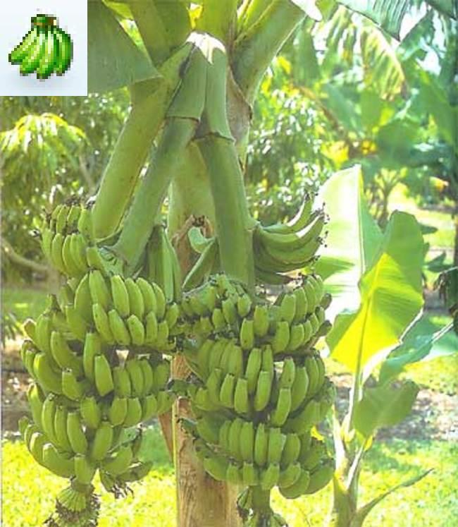 Cavendish scaronķirnes banāni... Autors: Fosilija Biedējošā patiesība par banāniem