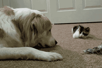  Autors: Ekvadora cilvēka labākais draugs GIF