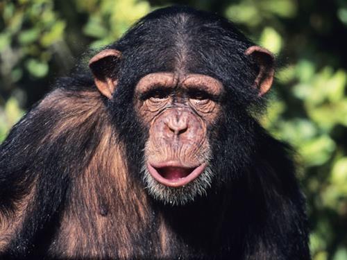 3 ScaronIMPANZESScaronimpanzēm... Autors: ogthegreat Pasaules gudrākie dzīvnieki