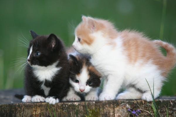 Kaķis vairāk nekā 25 sava... Autors: Sulīgais Mandarīns 13 interesanti fakti par kaķiem