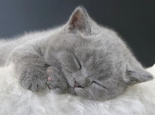 Siāmas kaķu tumscarono... Autors: Sulīgais Mandarīns 13 interesanti fakti par kaķiem