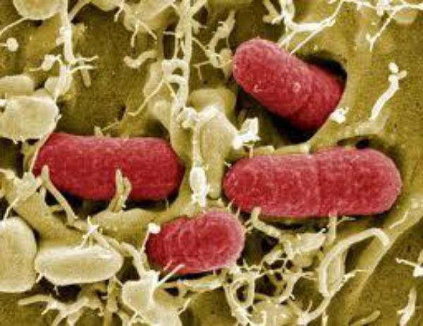 Cilvēka organismā baktērijas... Autors: 1245 Baigie fakti par tevi un parējiem cilvēkiem!(ja vien tu esi cilvēks)