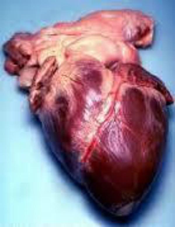 Cilvēka sirds lielums ir... Autors: 1245 Baigie fakti par tevi un parējiem cilvēkiem!(ja vien tu esi cilvēks)