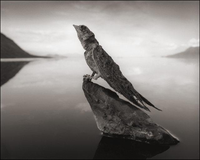  Autors: Kaajinsh Ezers Slepkava: Pārvērš putnus pārkaļķojušās statujās