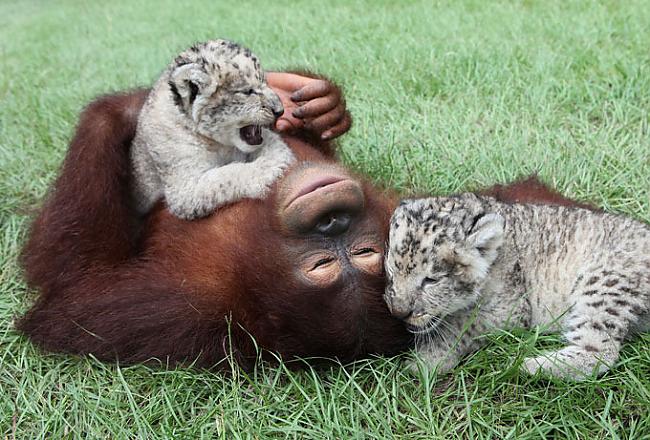  Autors: Deadshot Orangutāns-Lauvēnu tēvs