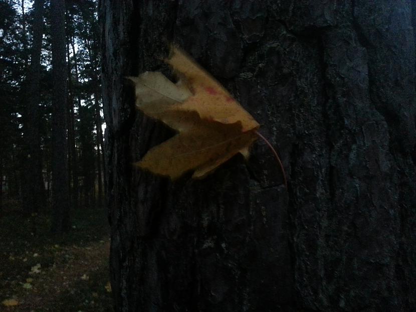  Autors: infirmuscattus 18 oktobra solītā vētra...