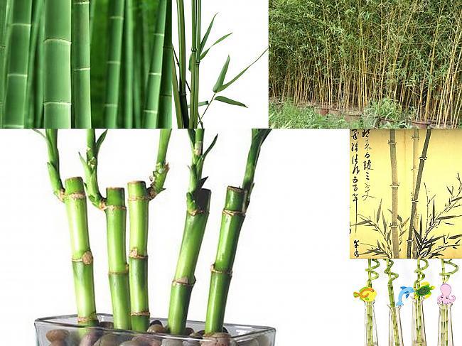 Ātri augoscaron bambusa... Autors: Werkis2 Spīdzināšana cauri gadsimtiem. 4.daļa