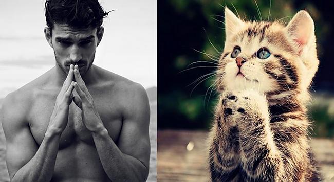  Autors: Spocīgā Divas jaukas būtnes - kaķi un vīrieši.