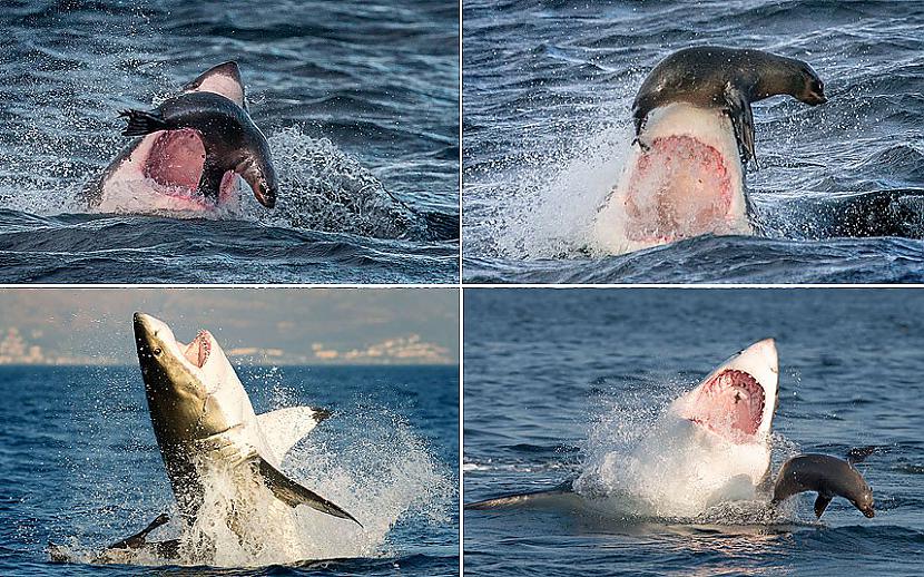 Baltā haizivs mēģina noķert... Autors: Fosilija 2013.Gada spilgtākās bildes/ 3.daļa