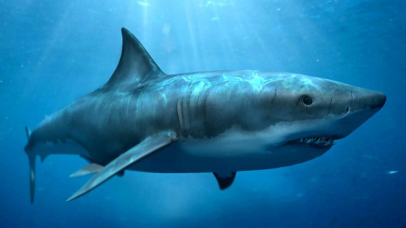 Haizivs ir vienīgā zivs kura... Autors: Raacens 30 wtfAKTI