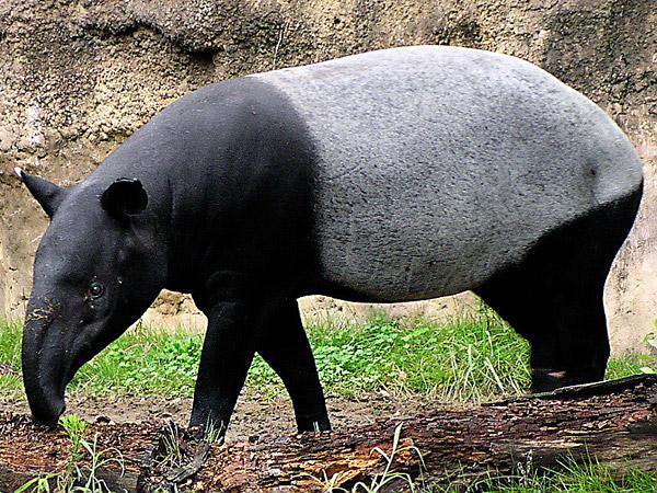 Tapirs      Tapīri ir lieli un... Autors: Werkis2 150+ neparasti un neredzēti dzīvnieki!