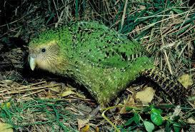Strigops habroptikus kakapo Autors: Werkis2 150+ neparasti un neredzēti dzīvnieki!