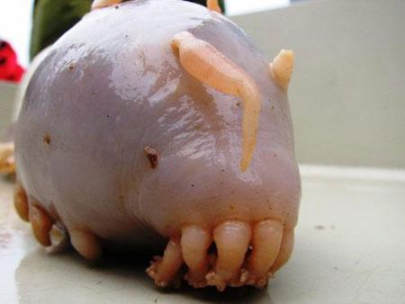 cthulhu larvapar scarono... Autors: sadPepe 12 dīvaina izskata dzīvnieki