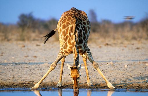 Žirafes un žurkas var iztikt... Autors: eduaas Faktu maisījums