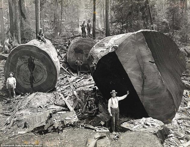 Kalifornijā mežstrādnieki... Autors: GanjaGod Retas, vēsturiskas bildes 2. daļa