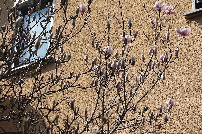 Rozā magnolijas Autors: Deony Noijenburgas pils