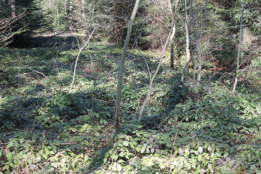 Pilna mežs ar kazenēm Autors: Deony Krokusu pļavas Cavelšteinā (Zavelstein)