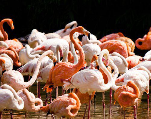 Ja tu redzi ka flamingo ir... Autors: twist Neticami fakti par dzīvniekiem!