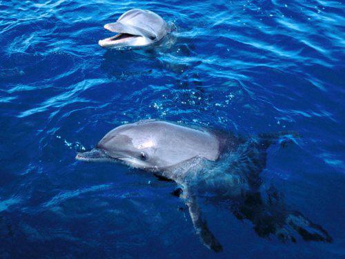 Delfīni viens otram ir... Autors: twist Neticami fakti par dzīvniekiem!
