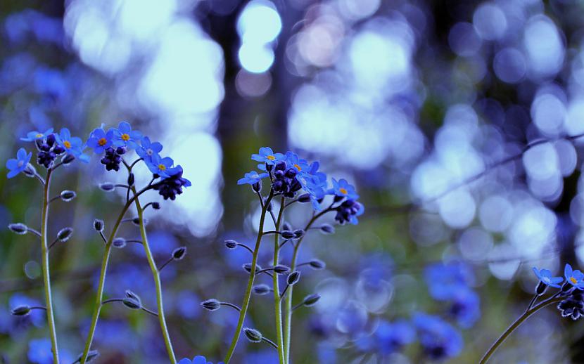  Autors: ZīlīteAwww ✿ Beautiful flowers ✿