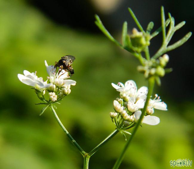 KoriandrsKoriandrs pievilina... Autors: Werkis2 Augi - tauriņu, bišu, kameņu, ziedmušu u.c. radījumu pievilināšanai.