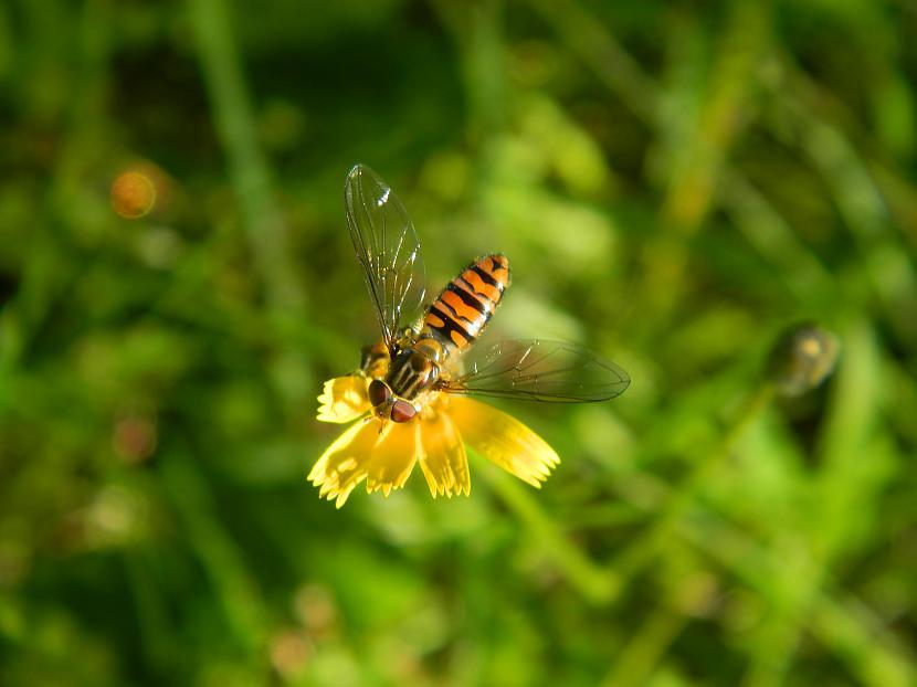 Tās pascaronas pienenes Autors: Werkis2 Augi - tauriņu, bišu, kameņu, ziedmušu u.c. radījumu pievilināšanai.
