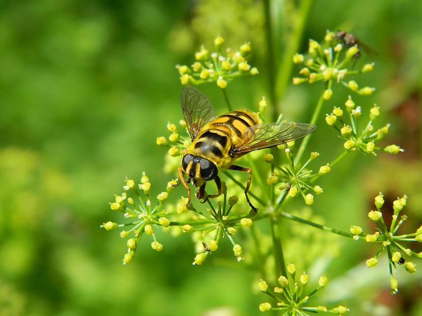Dilles Vienkārscaron... Autors: Werkis2 Augi - tauriņu, bišu, kameņu, ziedmušu u.c. radījumu pievilināšanai.