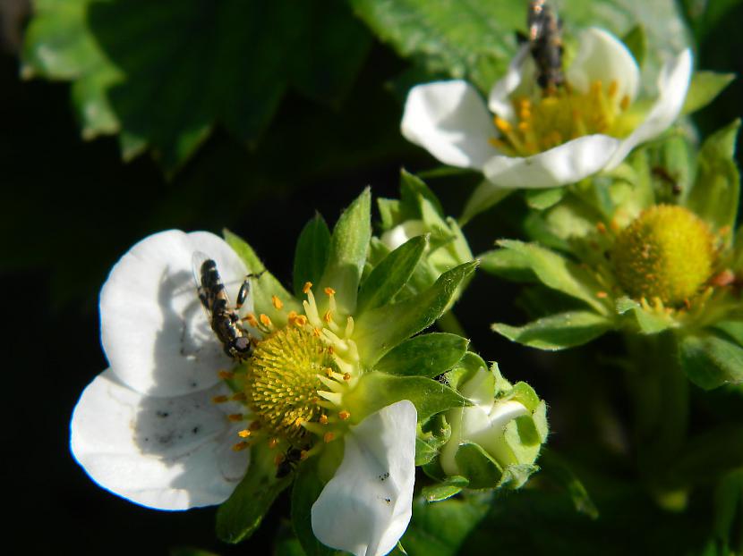 Ziedmuscaronas uz zemenēm Autors: Werkis2 Augi - tauriņu, bišu, kameņu, ziedmušu u.c. radījumu pievilināšanai.