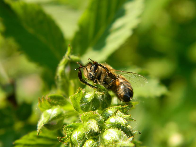 Bite uz kazenēm Autors: Werkis2 Augi - tauriņu, bišu, kameņu, ziedmušu u.c. radījumu pievilināšanai.