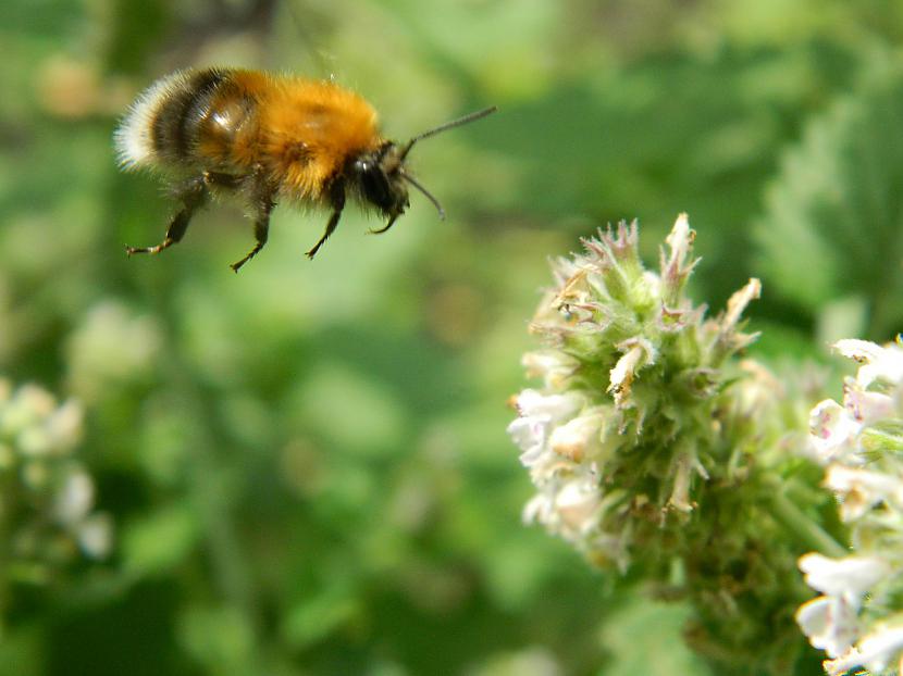 Kamene lido uz citronmētru Autors: Werkis2 Augi - tauriņu, bišu, kameņu, ziedmušu u.c. radījumu pievilināšanai.