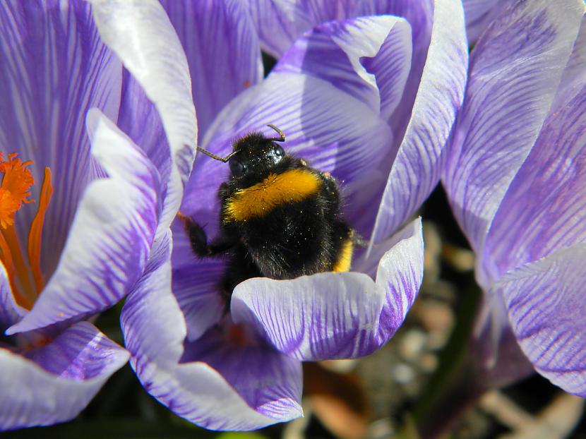 Kamene krokusos Autors: Werkis2 Augi - tauriņu, bišu, kameņu, ziedmušu u.c. radījumu pievilināšanai.