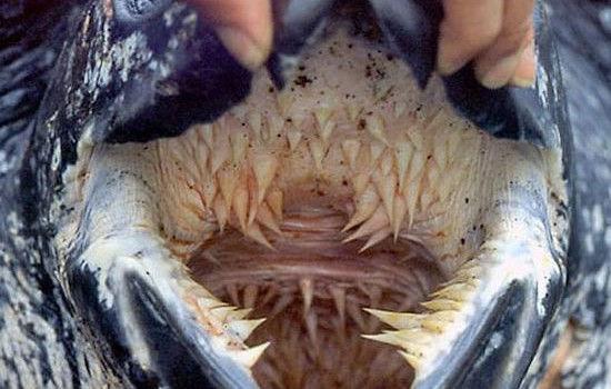 Ādainais jūras bruņurupucis... Autors: Karalis Jānis Pasaulē baisākā mute.