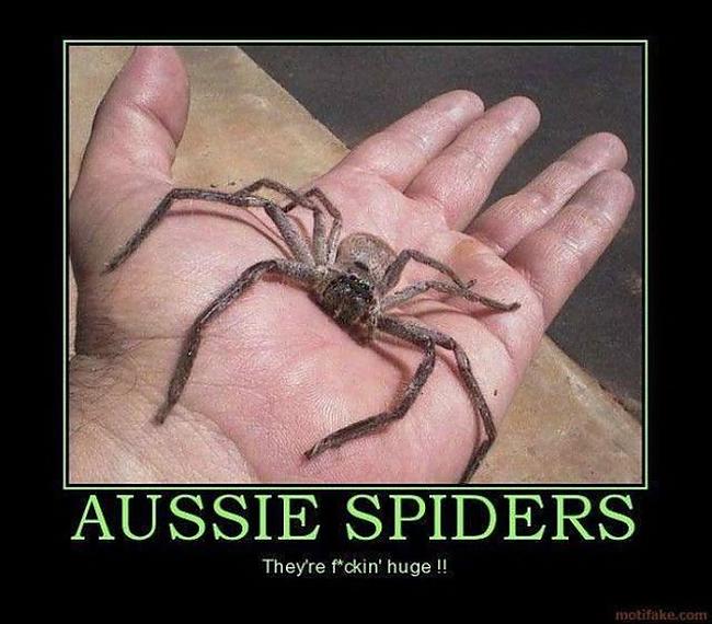  Autors: kucens Zirnekļi iekaro Austrāliju!