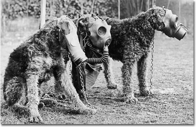 Suņi ar gāzes maskām Arī par... Autors: Man vienalga 10 kara bildes, kuras NAV fotošopētas! #3