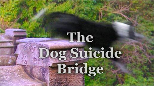 Kas scarono traģisko mistēriju... Autors: Enrike Iglesiass Suņu pašnāvību tilts!