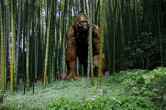 Gigantopithecus izmirusi... Autors: Raacens Episkākie fakti pasaulē..