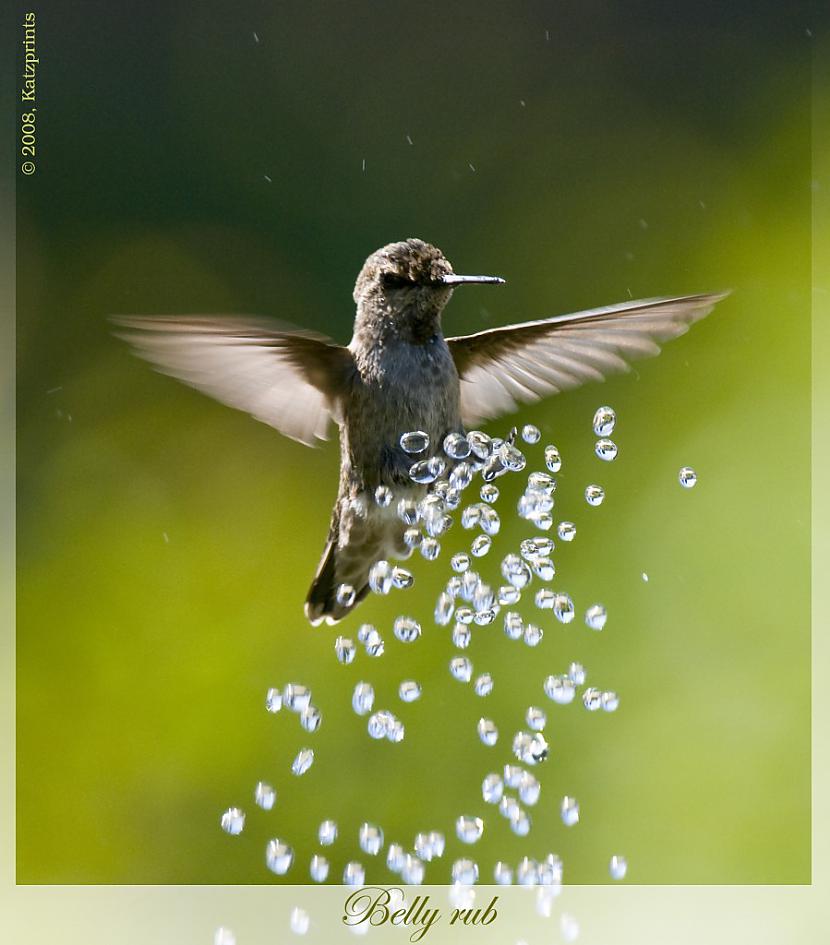 Kolibri ir vienīgais putns kas... Autors: datex Faktiņi