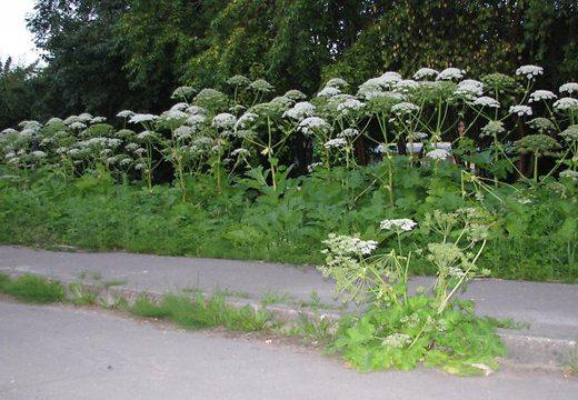 Latvāņi ir skaisti Daudz... Autors: Fosilija Foršie, skaistie latvāņi