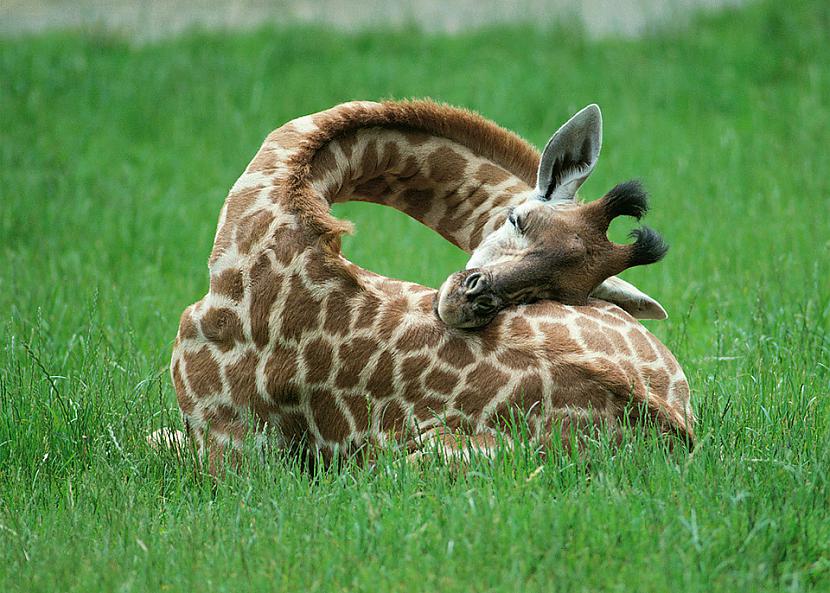 Guļot žirafēm nevajag spilvenu... Autors: Raacens Pārsteidzoši 16+ fakti.