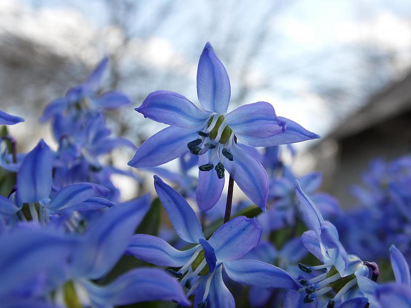 Skaistās zilās puķītes Nezinu... Autors: Ievuxe Lielā Piektdienaaa. )