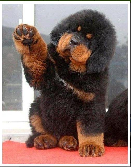 Tibetas Mastifa sugas kucēns... Autors: MegaKakis Random fakti!!