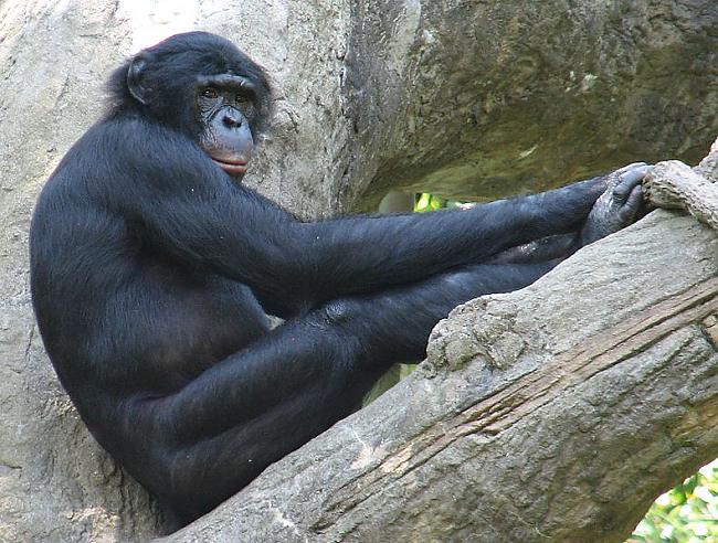 Gandrīz visas Bonobo... Autors: Zutēns F_Akti, kas liks smadzenēm...